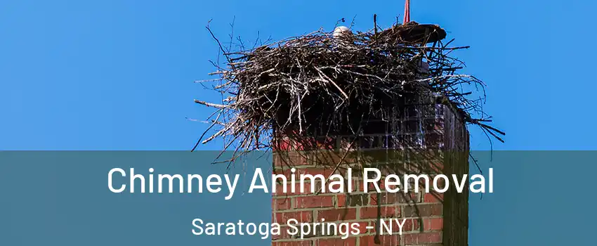  Chimney Animal Removal Saratoga Springs - NY