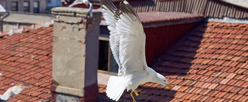 Residential Chimney Animal Removal Solution in Saratoga Springs, NY